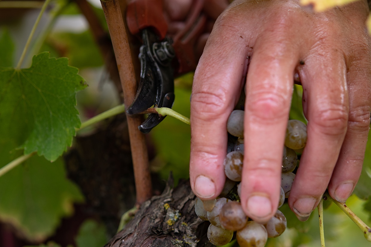 Terroir et vin