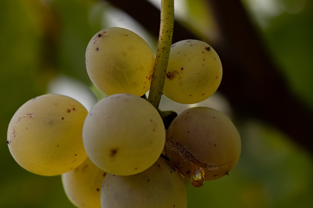 cépage chenin blanc